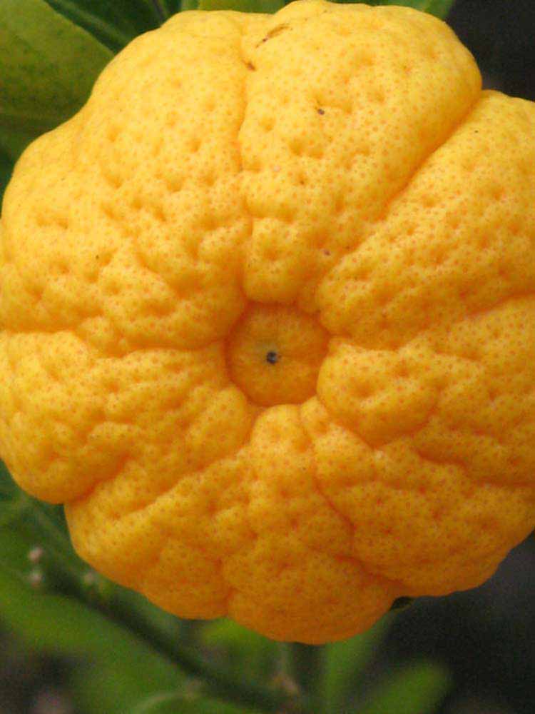            Fruit (Riverside, CA)   